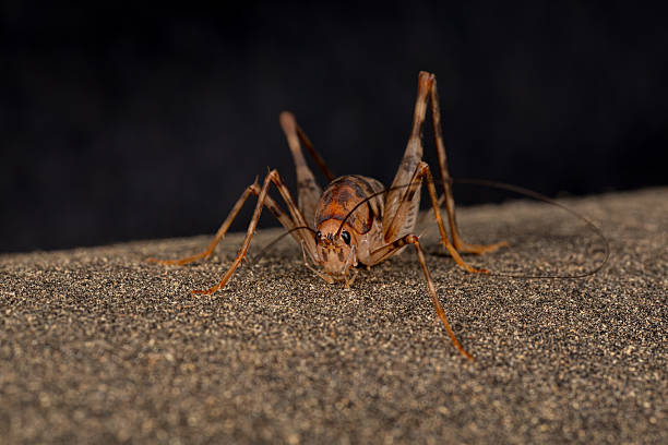 Pest control, insect identification and nature conservation concept.