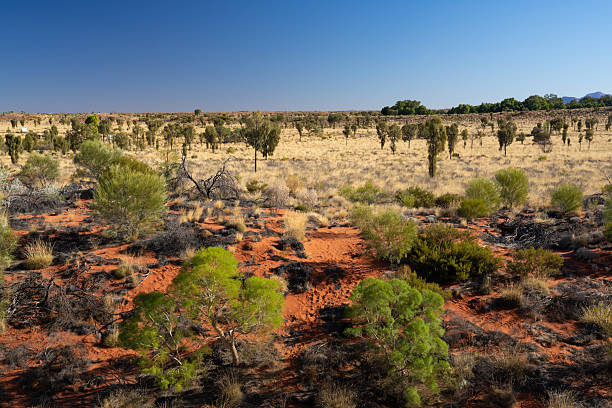 istock A vivid red-soil desert landscape in the Australian outback features sparse green shrubs and dry grass 2226207310