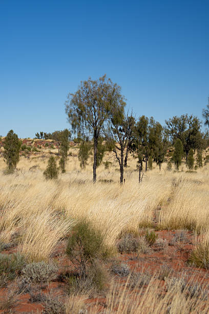 istock A vivid red-soil desert landscape in the Australian outback features sparse green shrubs and dry grass 2226207318