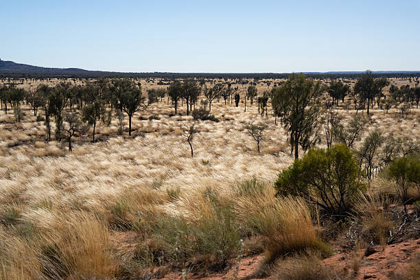 istock A vivid red-soil desert landscape in the Australian outback features sparse green shrubs and dry grass 2226207326