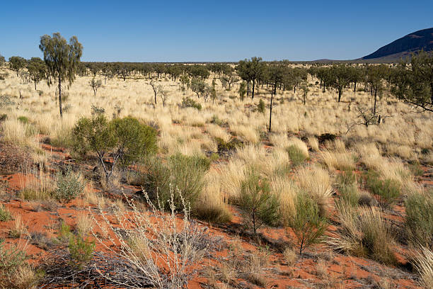 istock A vivid red-soil desert landscape in the Australian outback features sparse green shrubs and dry grass 2226207329