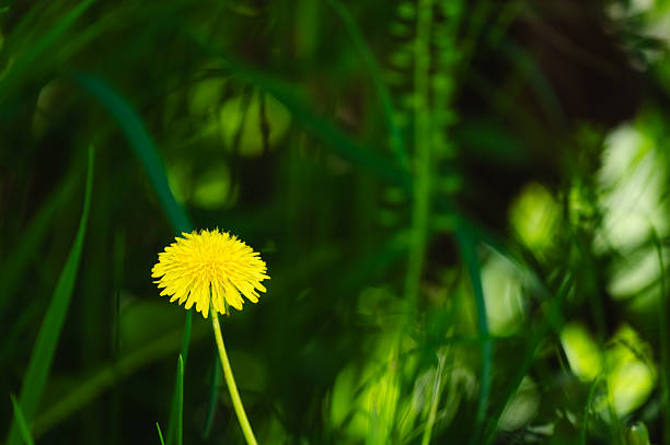 A solitary yellow dandelion stands out brightly against a dark green, softly blurred background. The simple composition highlights the flower’s vivid color and delicate structure, conveying a sense of calm and natural elegance.