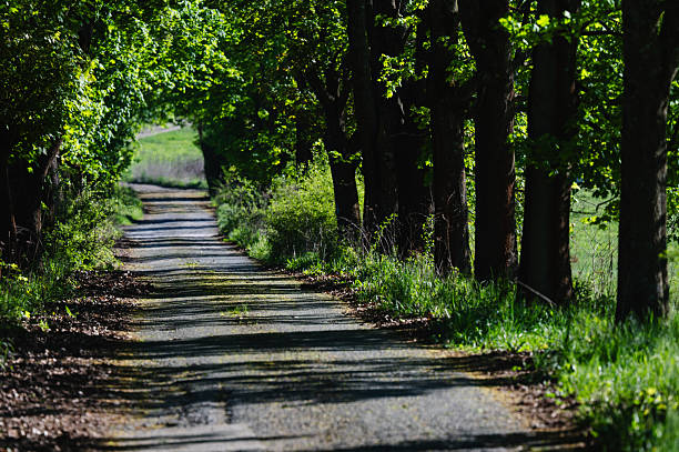 A narrow country road stretches into the distance, flanked by tall trees with lush green leaves forming a natural canopy overhead. Dappled sunlight filters through the foliage, creating patches of light and shadow on the gravel path, evoking a peaceful and secluded atmosphere.