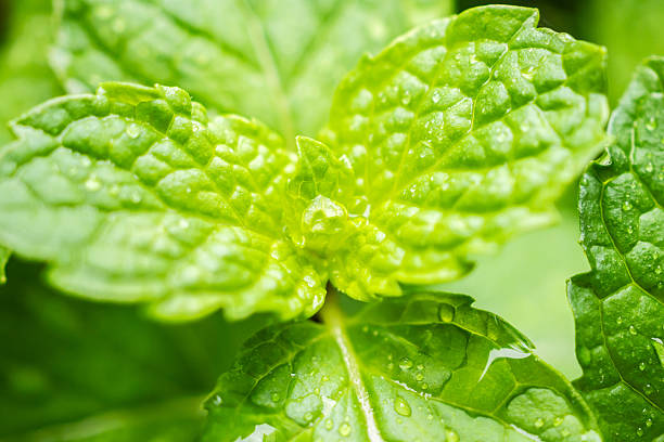 istock Fresh green peppermint plant in the garden 2226208068