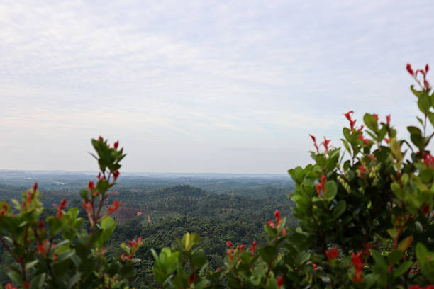forest landscape from the top of the hill