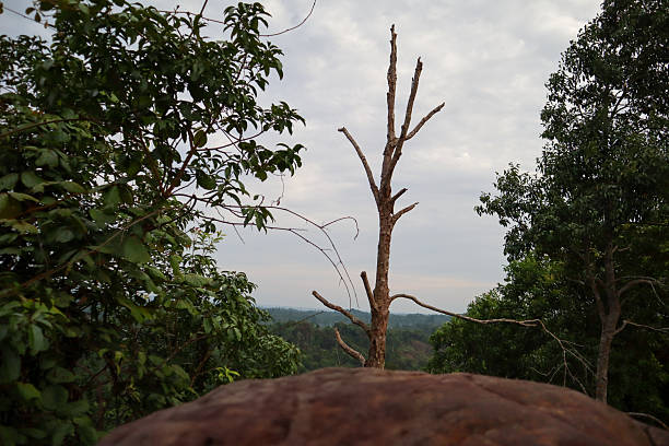 photo of dry tree on hill, morning