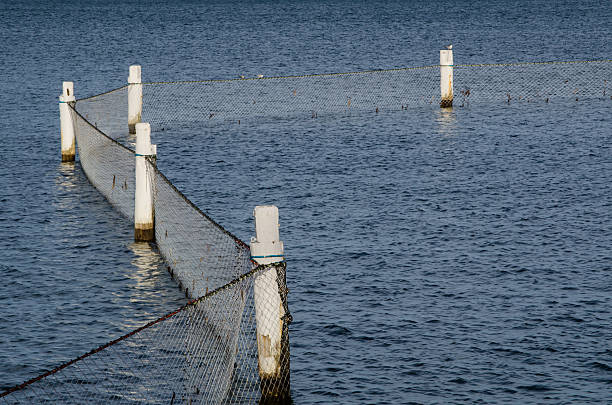 Shark net barrier is seabed-to-surface protective barrier that is placed around a beach to protect people sitting in the ocean.