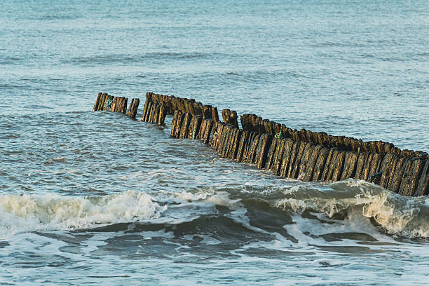 Seaweed covered groynes in the Baltic Sea washed by waves
