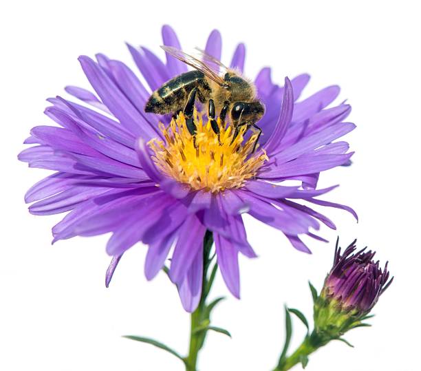istock bee or honeybee Apis Mellifera isolated on white 2226212261