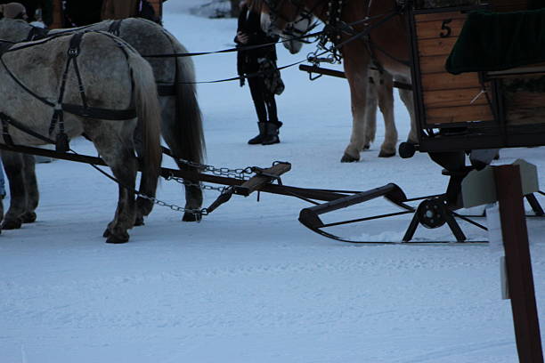 Horsedrawn Carriage Sledding in the Snow in Colorado Summit County.