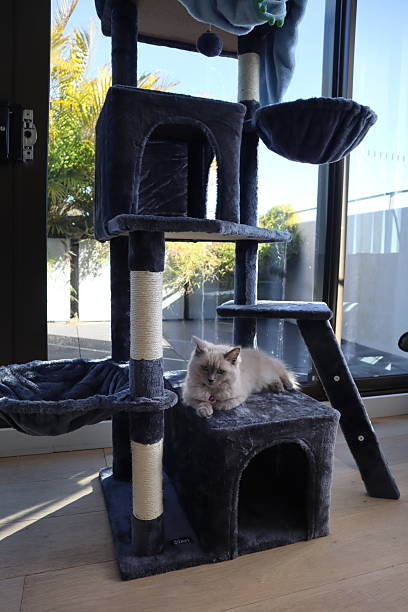 istock Elegant Ragdoll Cat Lounging in Modern Cat Tree at Home 2226212540