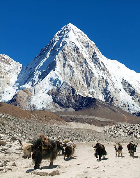 istock Caravan yaks or dzo with mount Pumori and Kala Patthar 2226212859