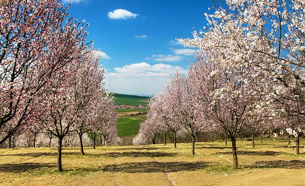 Almond orchard, spring view of a blossoming pink almond orchard near Hustopece, South Moravia, Czech Republic