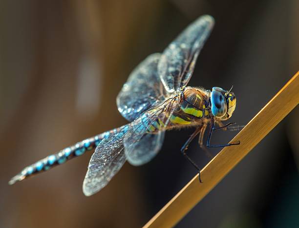 istock Migrant hawker dragonfly in latin Aeshna mixta 2226212960