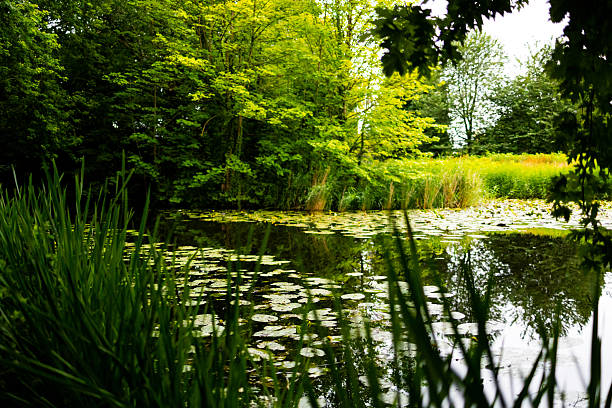 istock Serene forest pond with water lilies and lush green trees 2226212990