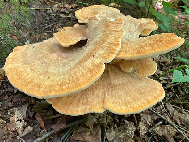 istock Common name: Berkeley's Polypore, scientific name: Bondarzewia Berkeley 2226213763