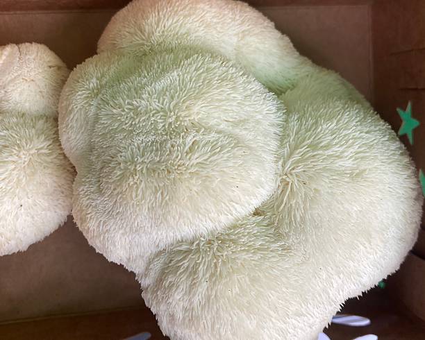 istock Common name: Lion’s mane, scientific name: Hericium erinaceus 2226213826