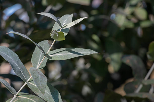 Branches and leaves of a eucalyptus tree, under sunlight, menthol
