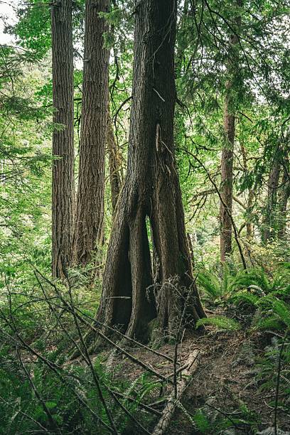 istock Majestic Forest Scene with Unique Tree Formation 2226217135