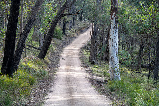 istock Bush tracks through a regional Victorian forest 2226217321