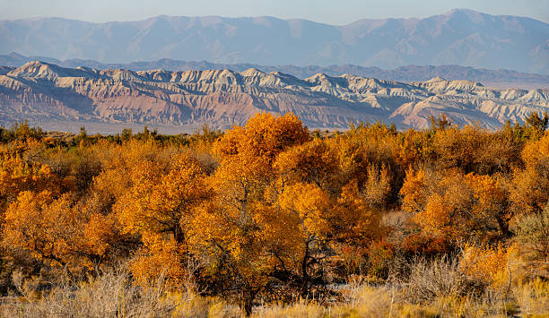 istock Picturesque turangas (trees from the poplar genus) on an autumn evening 2226225518