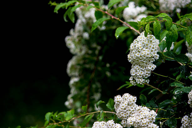 white spirea inflorescences on a blurred dark background with bokeh. space for text. colorful flower photography. close-up. beautiful screensaver. Rosaceae. Spiraea.