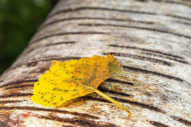 Fallen yellow leaf lies on pale birch bark with horizontal markings, highlighting seasonal change and natural detail