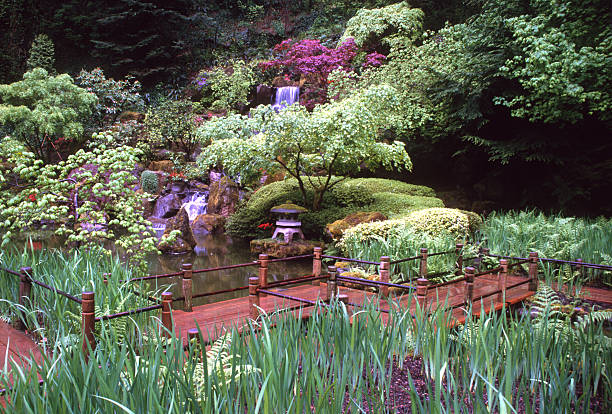 Maple trees in a beautiful Japanese garden in Portland, United States.