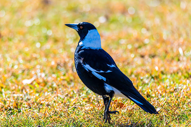 istock Australian Magpie on the grass 2226237082