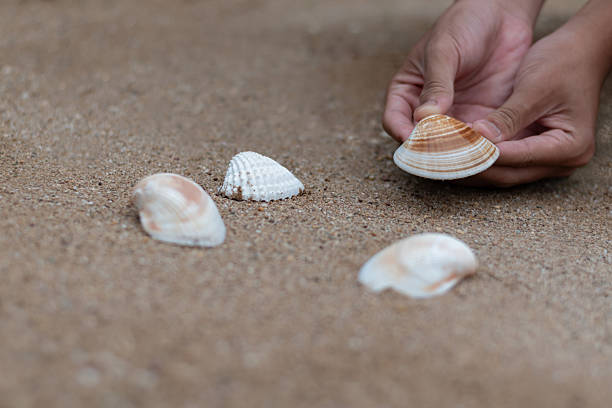 istock Hand picking up a white seashell from the sandy beach. 2226237216