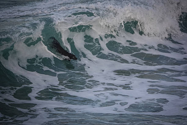 Black dog surfs in on a large green breaking wave with sea foam