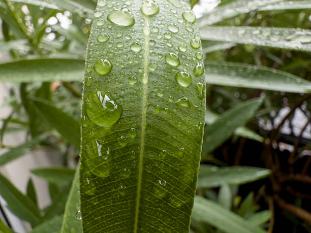 feuillage verdoyant et gouttes de pluie après l’orage