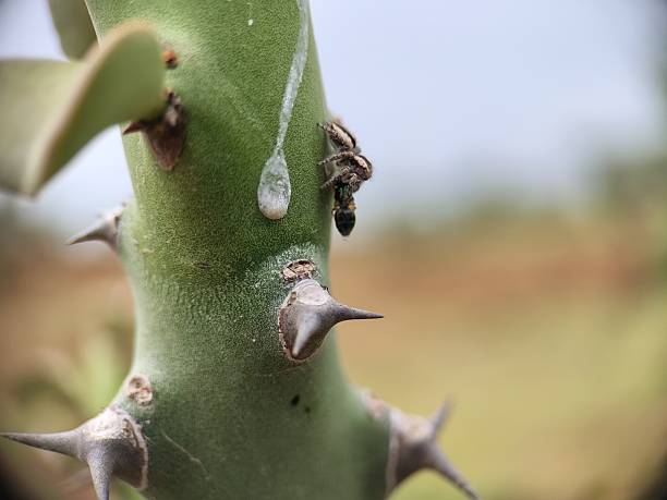 istock Spider Salticus hunting fly on cactus thorn plant. 2226241791