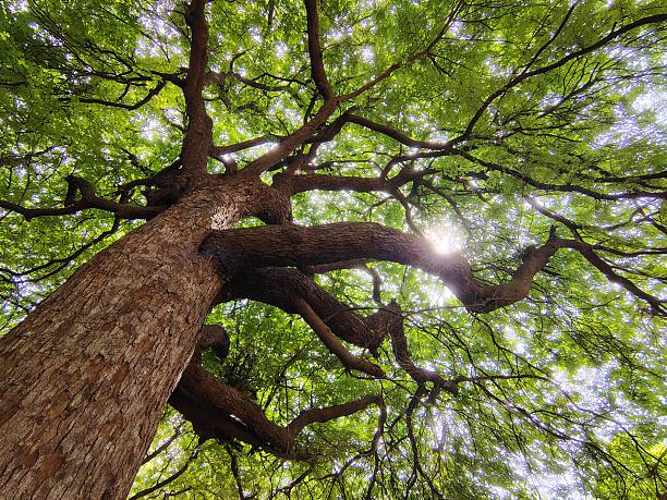 Majestic Rain Tree Canopy Bathed in Sunlight