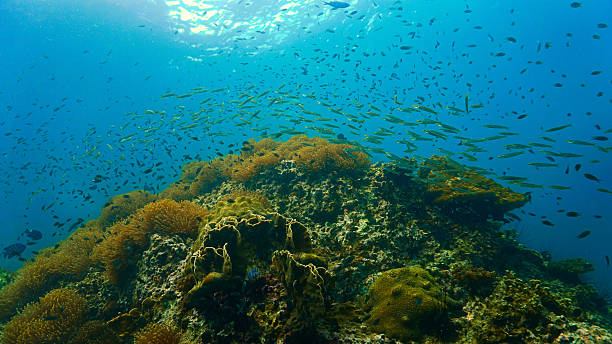 istock Beauty in nature - coral reef 2226242322