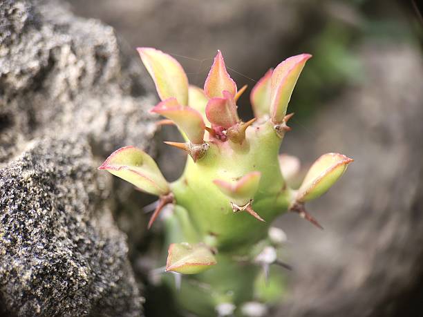 istock Euphorbia caducifolia cactus plant 2226243081