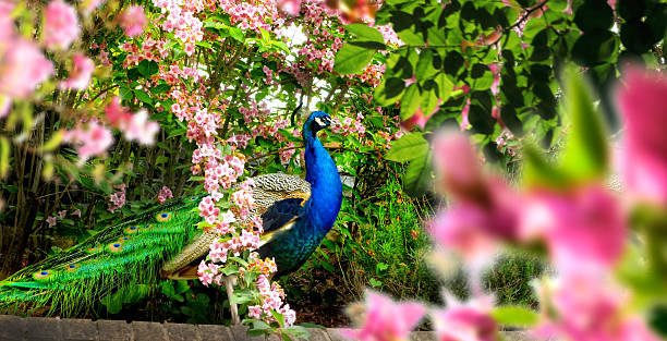 Close up shot of peacock stands by flowers in spring time