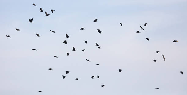 istock A flock of birds flying in the sky 2226245668