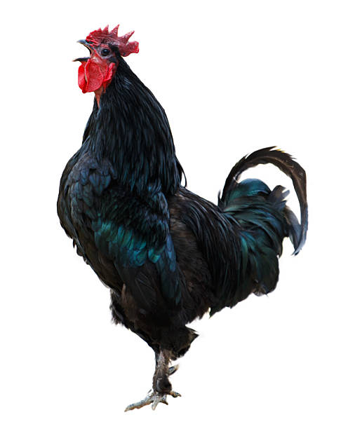 istock A black rooster stands on its hind legs and looks up 2226245717