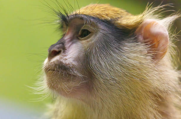 Portrait of wild monkey.Monkey is sitting on temple wall.Kuala Lumpur - Malaysia.