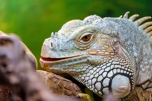 A lizard is laying on a rock with its mouth open. The lizard has a green and white pattern on its body