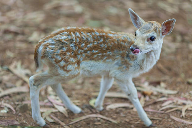 istock A young deer with spotted fur stands curiously, licking its lips 2226245895