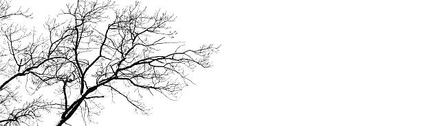 istock bare tree branches on white. black and white natural pattern. oak branches in winter. copy spaces 2226247280