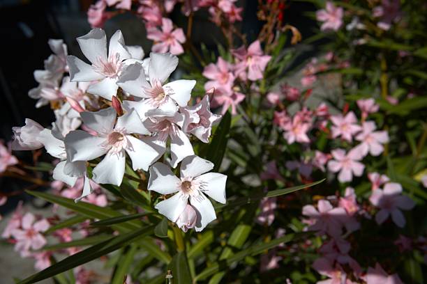istock Oleander flower in the garden close up. 2226249205