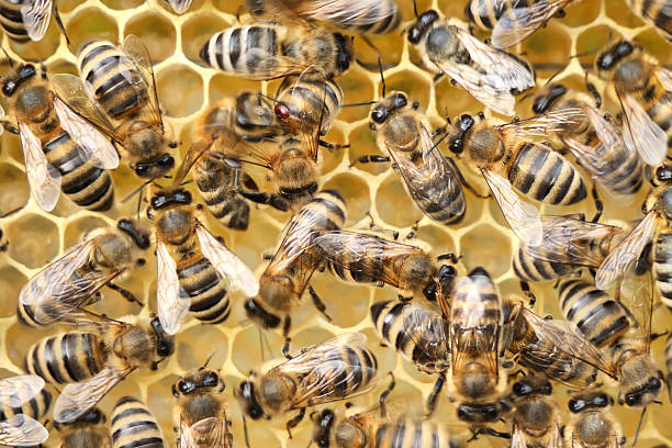 istock One bee tries to throw a mite off the back of another bee. 2226250155