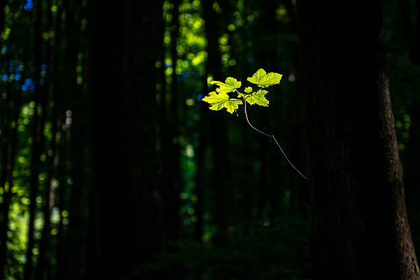 istock Artistic Green Leaves Against Dark Forest Background 2226250663