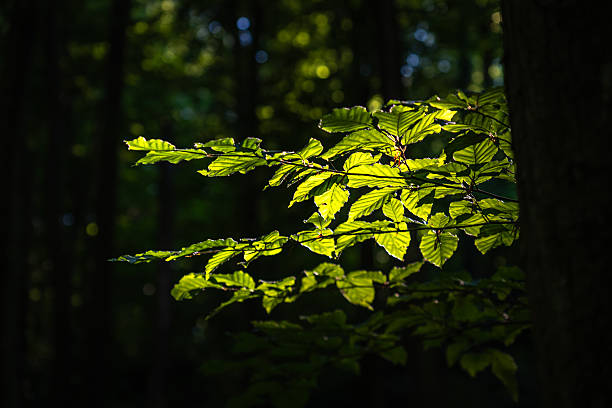 Natural autumn leaf colors in the forest