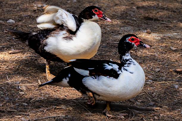 istock Muscovy Ducks in Woodland Scene 2226250959