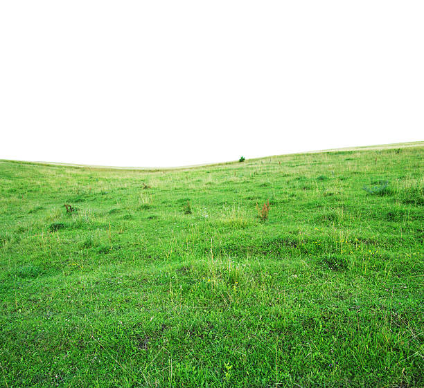 Green grass field isolated on white background
