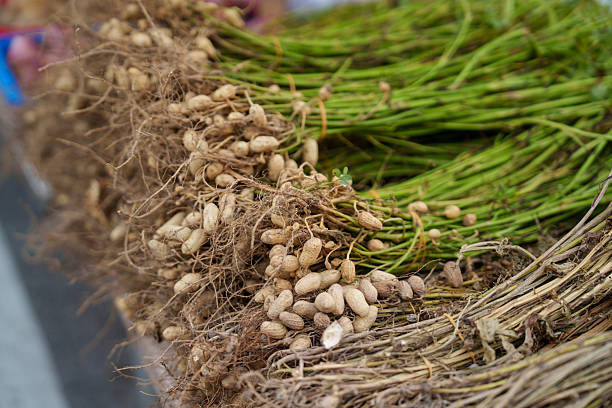 Close-up of raw peanuts still attached to roots and stems, bundled and displayed for sale at a local market.